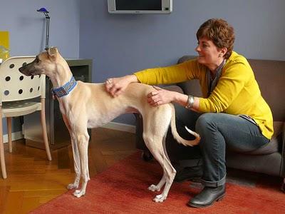 AMPARO MENDO - Galgos AMPARO MENDO - Galgos