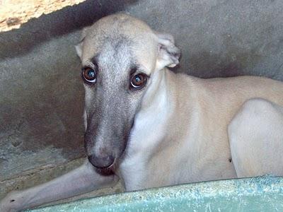 AMPARO MENDO - Galgos AMPARO MENDO - Galgos