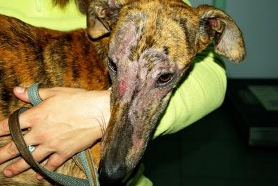 NATALIA MORENO - Galgos NATALIA MORENO - Galgos