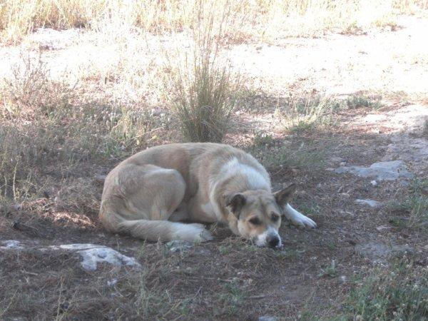 CANELA, 4 años viviendo atada y ahora la dejan atrás CANELA, 4 años viviendo atada y ahora la dejan atrás