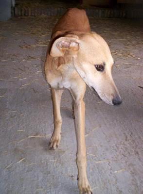GALGO CACHORRO RECOGIDO EN LOS HUESOS Y LLENO DE PARASITOS, GALGO CACHORRO RECOGIDO EN LOS HUESOS Y LLENO DE PARASITOS,