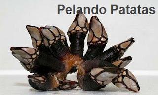 PERCEBES