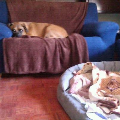 Corcha acogida y con una familia adoptiva esperandola -))))) Foto: CORCHA YA TIENE CASA DE ACOGIDA 01 de Octubre a las 12:00h. Corcha ya tiene familia de adopción en Francia. Pero, mientras se recupera y llega el día en que pueda viajar, está acogida por una familia de Madrid. Serán unos dos meses y Adana se hará cargo de la medicación oral que necesita seguir tomando. Por lo demás, sólo requiere de alguien con experiencia en perros y tiempo para pasearla, ya que al ser cruzada de galgo, es un perro que necesita realizar mucha actividad física. Desde aqui queremos darle las gracias a Silvia y su familia por acogerla en su casa, mientras se recupere y pueda viajar a su nuevo hogar.