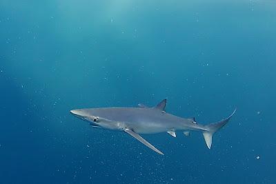 Tiburones en el Cantábrico