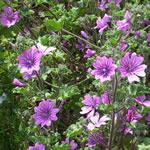malva, plantas medicinales Malva, familia de las Malváceas