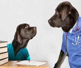 Doctores Perros: Un Hospital Cuenta Con Dos Labradores Para Olfatear El Cáncer