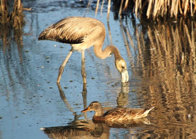 Birdwatching in the Ebro Delta-Pajareando por el Delta del Ebro