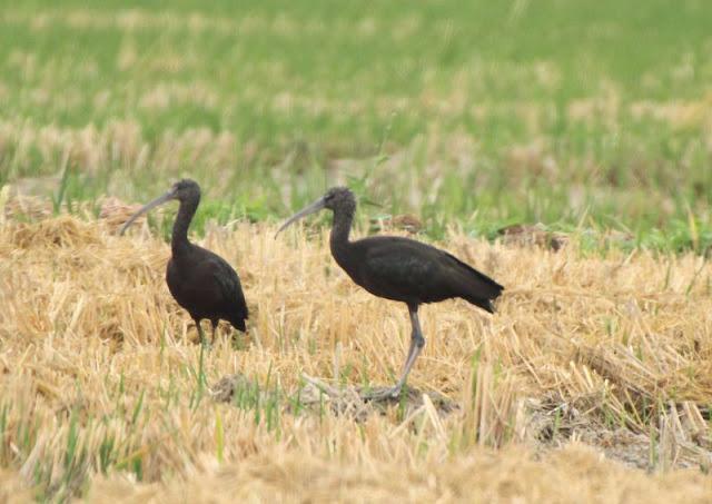 Birdwatching in the Ebro Delta-Pajareando por el Delta del Ebro