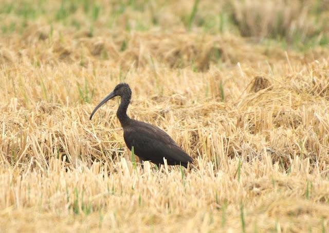 Birdwatching in the Ebro Delta-Pajareando por el Delta del Ebro