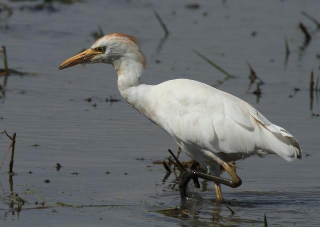 Birdwatching in the Ebro Delta-Pajareando por el Delta del Ebro