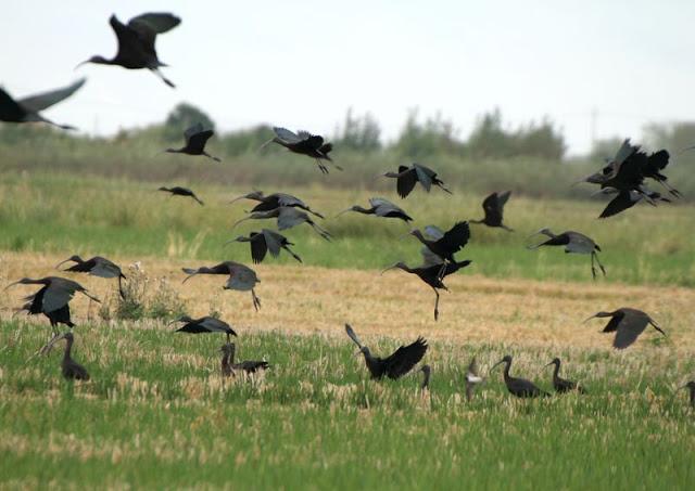 Birdwatching in the Ebro Delta-Pajareando por el Delta del Ebro