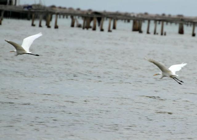 Birdwatching in the Ebro Delta-Pajareando por el Delta del Ebro