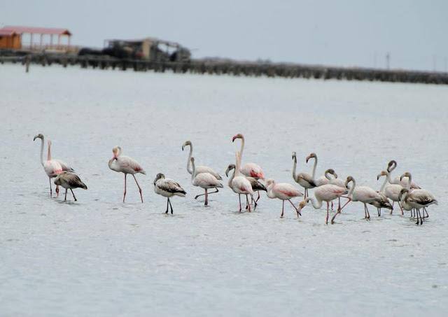 Birdwatching in the Ebro Delta-Pajareando por el Delta del Ebro