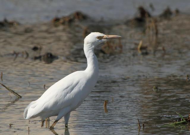 Birdwatching in the Ebro Delta-Pajareando por el Delta del Ebro