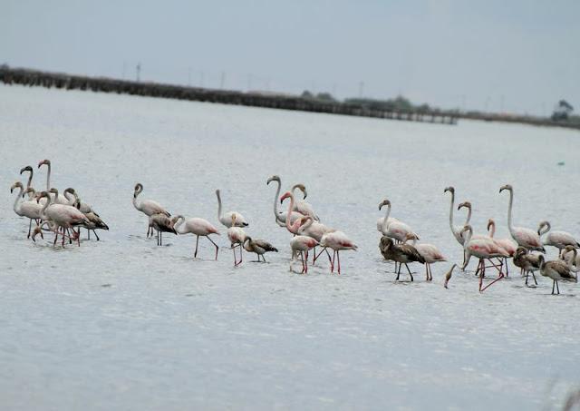 Birdwatching in the Ebro Delta-Pajareando por el Delta del Ebro