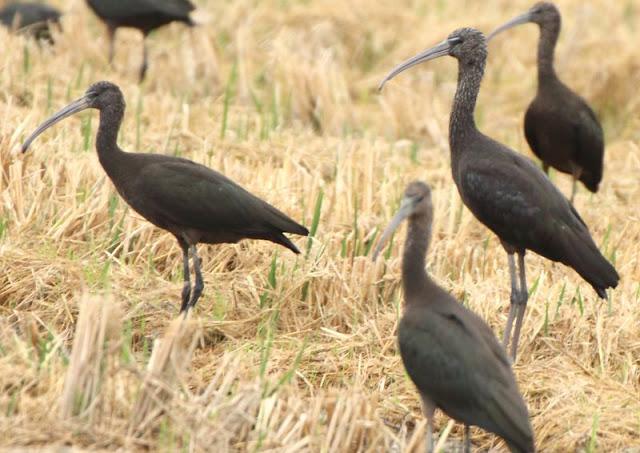 Birdwatching in the Ebro Delta-Pajareando por el Delta del Ebro