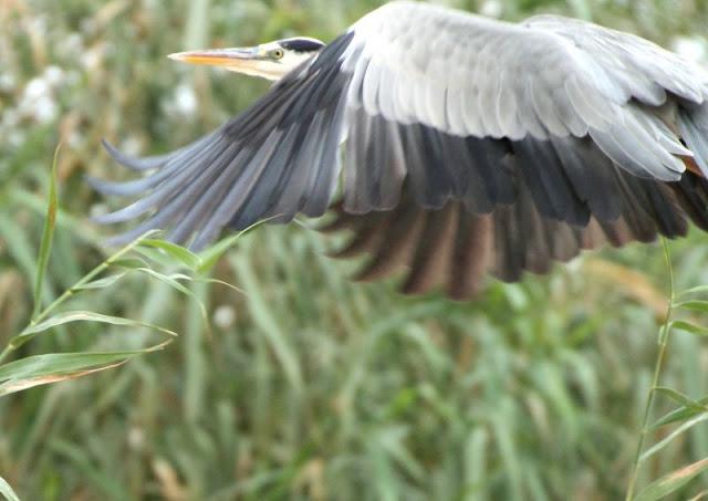 Birdwatching in the Ebro Delta-Pajareando por el Delta del Ebro