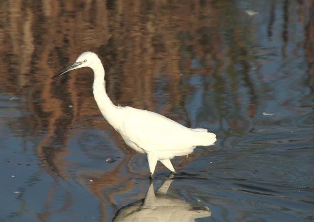 Birdwatching in the Ebro Delta-Pajareando por el Delta del Ebro