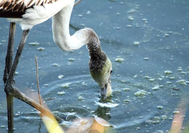 Birdwatching in the Ebro Delta-Pajareando por el Delta del Ebro