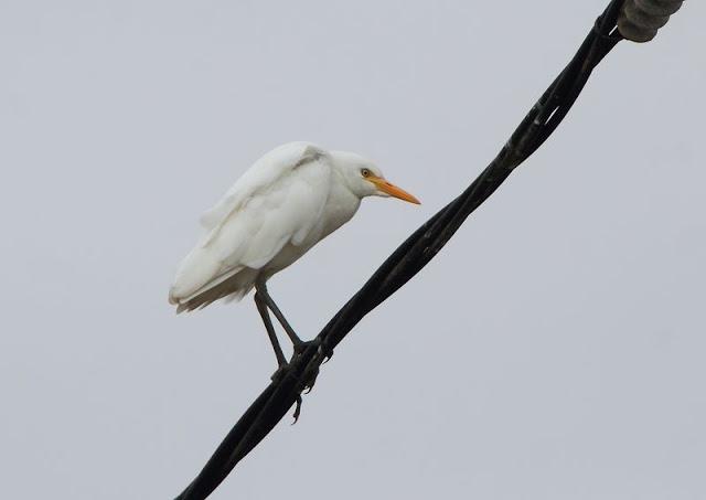 Birdwatching in the Ebro Delta-Pajareando por el Delta del Ebro