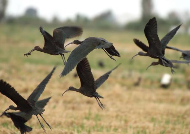 Birdwatching in the Ebro Delta-Pajareando por el Delta del Ebro