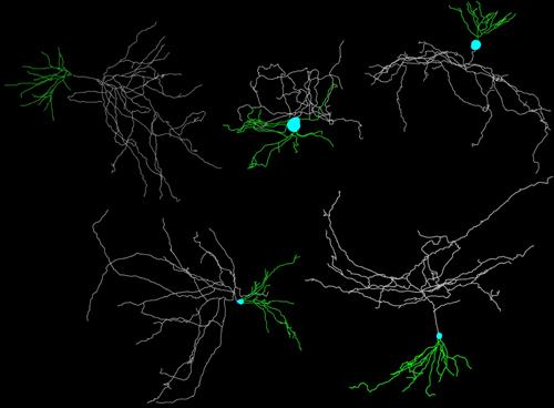 Fig. Reconstrucción de neuronas granulares. Se estima que las neuronas granulares forman el 80% de las neuronas del giro dentado. En contraste, las neuronas piramidales son las más comunes en la corteza entorrinal, constituyendo el grupo de mayor riesgo de lesión en la enfermedad de Alzheimer. Imagen: FIUPM. Fig. Reconstrucción de neuronas granulares. Se estima que las neuronas granulares forman el 80% de las neuronas del giro dentado. En contraste, las neuronas piramidales son las más comunes en la corteza entorrinal, constituyendo el grupo de mayor riesgo de lesión en la enfermedad de Alzheimer. Imagen: FIUPM.