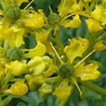 Ruda fotos Ruda, y su característico aroma