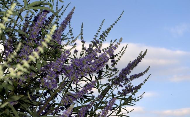 relaxed walk relaxed walk