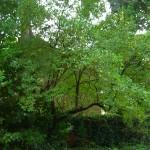 Reforma de un jardín de sombra Reforma de un jardín de sombra