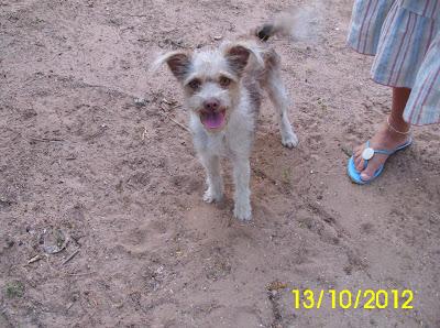 Cachorro tamaño pequeño abandonado ¡¡es demasiado confiado!! URGENTE!!