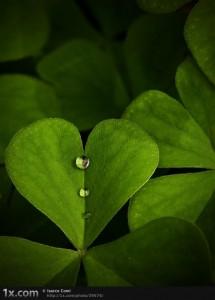 hoja corazon Una ley que considera los derechos de la Madre Tierra