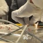 maternidad_cocaina Maternidad altera efectos de la cocaína