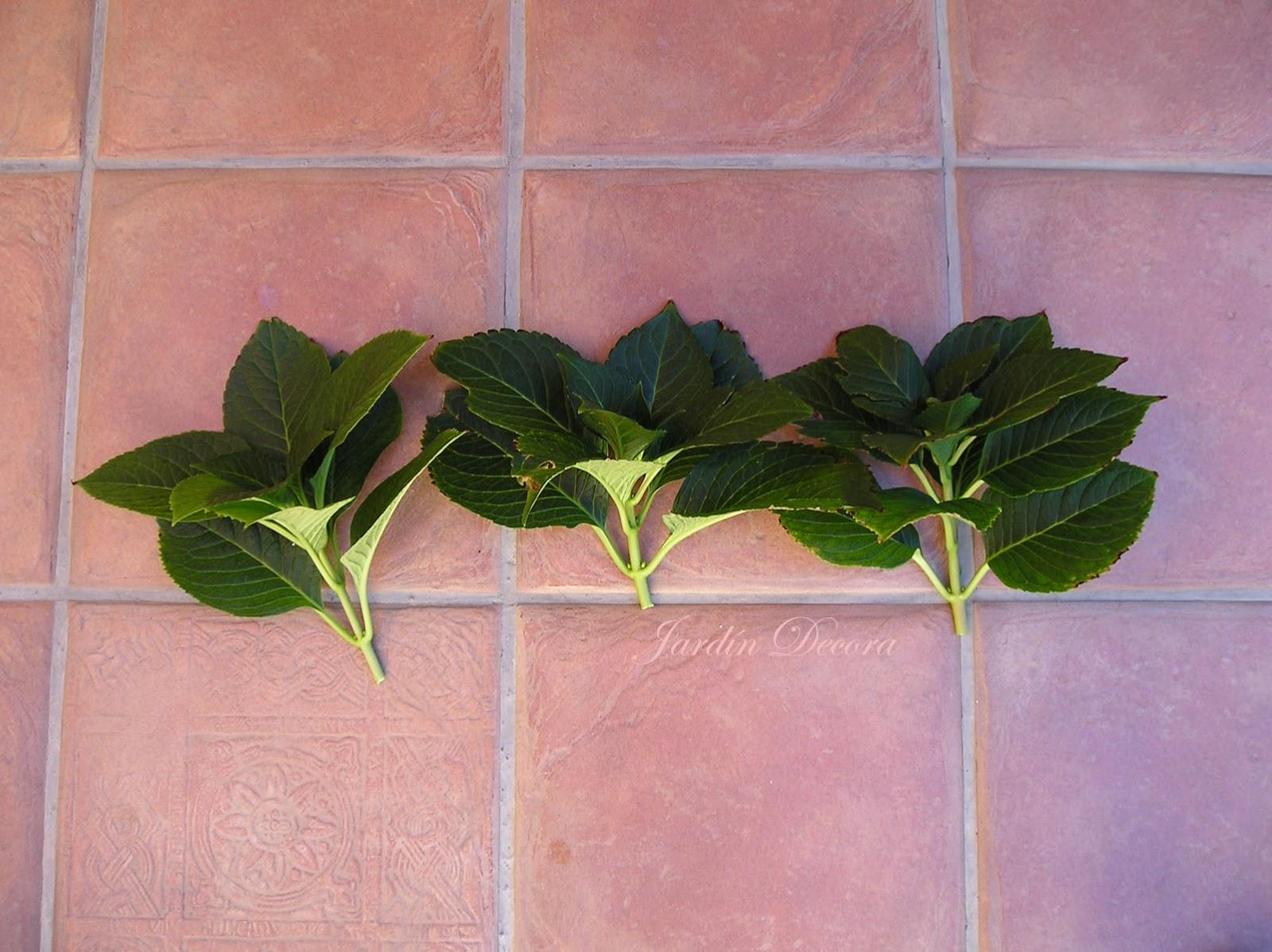 Esquejes de Hortensias paso a paso Paperblog Esquejes de Hortensias paso a paso Paperblog