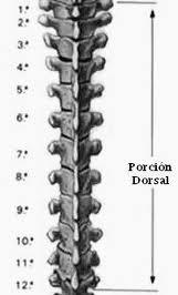 Las causas más frecuentes de dolor en la columna dorsal Las causas más frecuentes de dolor en la columna dorsal