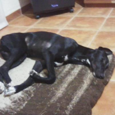 Tula, puede estar en la zona de Sanlucar ( Cädiz) Foto: AYUDA!!BUSCAMOS A “TULA” NOVEDADES SOBRE TULA,UNA CHICA ASEGURA HABERLA VISTO EN SANLÚCAR DE BARRAMEDA,PERO NO HABÍA VISTO LA FOTO DE QUE ESTABA PERDIDA TODAVÍA,VAMOS A CENTRAR LA DIFUSIÓN ALLÍ SIN OLVIDARNOS DE LA ZONA DONDE PENSABAN PODÍA ESTAR.. MÁXIMA DIFUSIÓN POR FAVOR EL PASADO JUEVES 29 DE AGOSTO FUE ROBADA DE NUESTRA PARCELA Y PUEDE HABER SIDO VENDIDA EN ALBACETE Responde al nombre de Tula. Es toda negra con zapatos blancos y la punta de la cola blanca. Fue robada la noche del 29/8/2012 en Motilla del Palancar. ROGAMOS A CUALQUIER PERSONA QUE LA ENCUENTRE O TENGA ALGUNA INFORMACIÓN DE ELLA SE PONGAN EN CONTACTO CON NOSOTROS LLAMANDO A: INÉS 635532283 JESÚS 625408025 INFORMACIÓN DE “TULA”: Nº IDENTIFICACIÓN: 941000013766007 Nº PASAPORTE: ES170619332 RAZA: GALGO ESPAÑOL FECHA NACIMIENTO: 20/7/2011