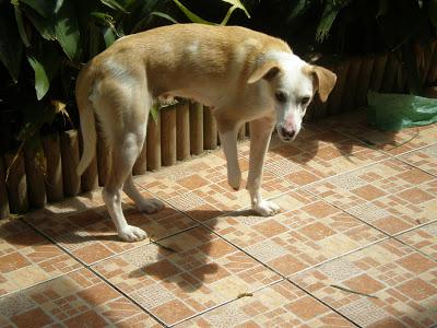 Perrita en acogida, perdida en Collado Villalba. Perrita en acogida, perdida en Collado Villalba.