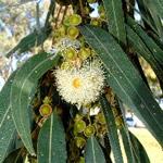 eucaliptus, árbol medicinal Eucaliptus