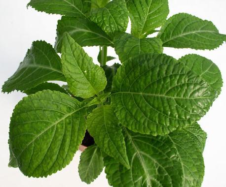 te de salvia Té de salvia y manzanilla contra el sudor