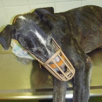 Bambú galga abandonada y después atropellada Foto: Nombre: Bambú Edad: ? sexo: hembra raza: galga No sabemos muy bien la historia de bambú antes de que la encontráramos pero probablemente sería de algún cazador que como ya no le se servia la abandono. Nos dieron el aviso de que había una galga atropellada en la Almunia. Fuimos a buscarla y nos encontramos con esto. La llevamos urgentemente al veterinario de Zaragoza y ahora está ingresada, pues le tienen que hacer curas constantemente . Esta muy triste, muy apagadita. Le están dando medicación para que no le duela, pero lo que ha tenido que pasar es muy duro. Parece ser que no la van a operar, pero pasará mucho tiempo hasta que le crezca la carne. Pobrecita, tenía todo lleno de gusanos. Solo sabemos que ahora ya va a dejar de sufrir. Cuando se recupere tendrá amor y nadie mas la va a maltratar. Pedimos de nuevo ayuda para pagar los gastos. En muy pocos meses, hemos tenido que operar a Sephora por la patita, a bianca y ahora nos encontramos a bambú asi. Toda ayuda es buena, 1€,2€ lo que sea. Muchas gracias de antemano. para ayudar: BANCO SABADELL NUMERO DE CUENTA: 0081 5644 31 00010 22307 Cualquier cosa: aparmantes@yahoo.es 671 341 402