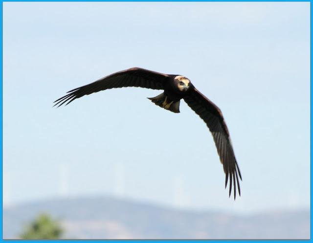 WINGS OVER SPAIN Ebro Delta-ALAS SOBRE EL DELTA DEL EBRO ESPAÑA