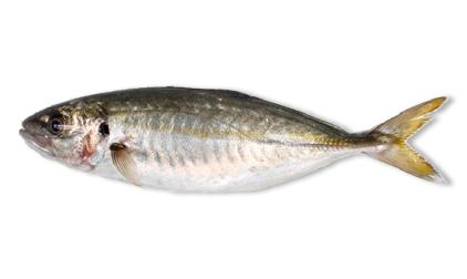 XURELO EN BRASA DE CEREZO CON VINAGRETA DE AJO Y OREGANO Xureliños, jurel, chicharro