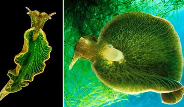 Hibrido imposible: planta-animal Hibrido imposible: Planta-Animal
