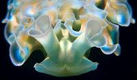 Hibrido imposible: planta-animal Hibrido imposible: Planta-Animal