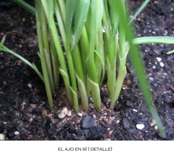 Fase otoñal y el guano.