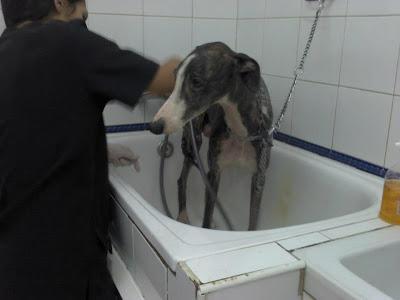 Galga con su cachorro, famélica y con un disparo. (Córdoba)