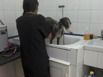 Galga con su cachorro, famélica y con un disparo. (Córdoba)