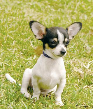 Perros para apartamentos pequeños