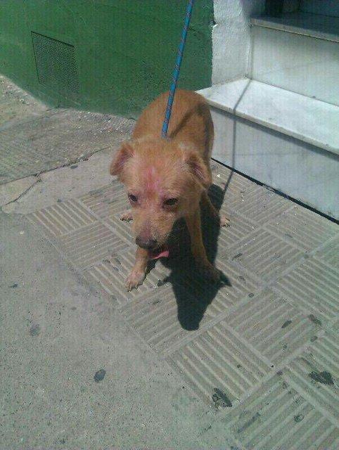 PERRO PEQUEÑO LO VAN A MATAR POR TENER ALERGIA Y NO QUERER CURARLO. !!MISERABLES!! MUY URGENTE, (Sevilla)