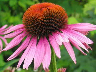 equinacea ventajas Las ventajas de la equinacea