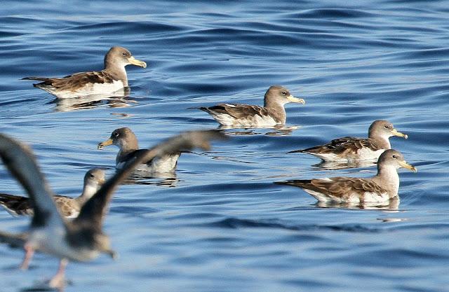 PARDELADA EN LA COSTA VIZCAINA PARDELADA EN LA COSTA VIZCAINA
